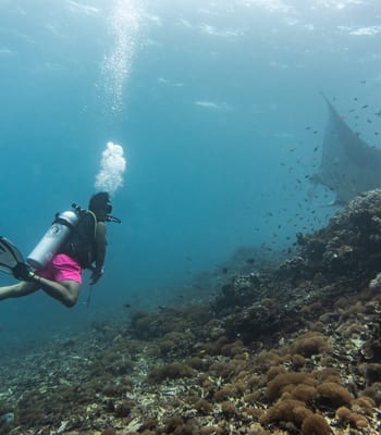 Arborek Island snorkelling with manta rays