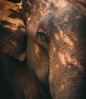 Asian elephant