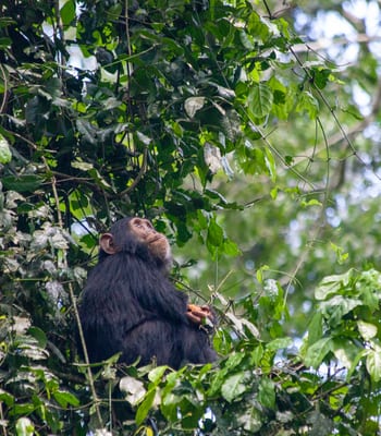 Baby chimp, Rwanda