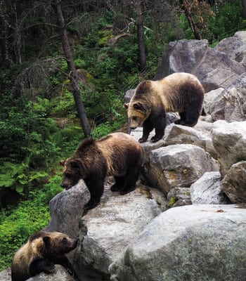 Brown bears Vancouver Island Canada