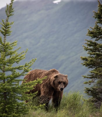Brown bears in Canada