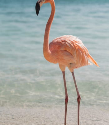 Flamingo Celestun Biosphere