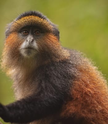 Golden Monkey, Rwanda