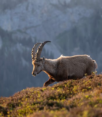 Ibex on cliffs of the Yolyn Valley