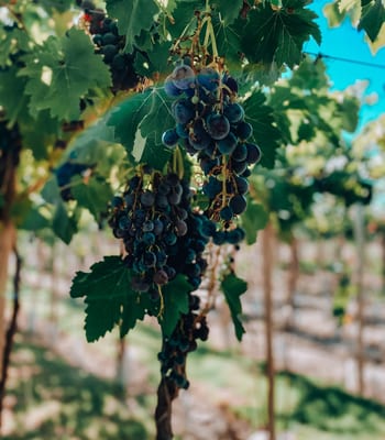 Vineyards in Mendoza
