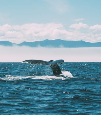 Whales in Vancouver Canada