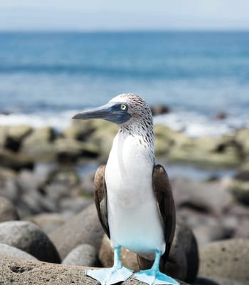 Galapagos Islands