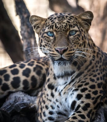 leopard safari, India