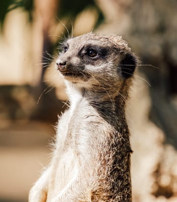meerkats in Botswana