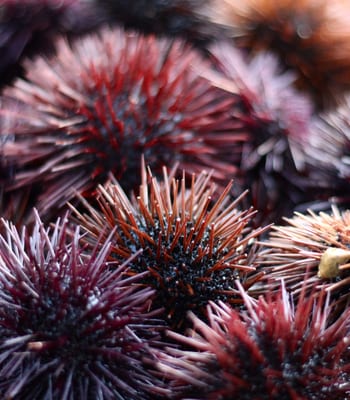 sea urchins