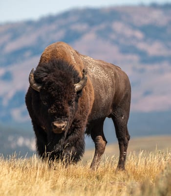 Bison in Wyoming