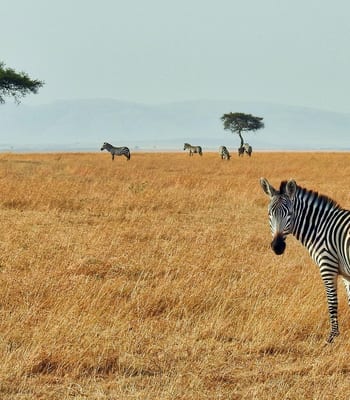 A zebra looks at the camera on safari in Africa with its herd behind