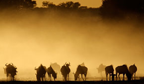 South Africa Safari