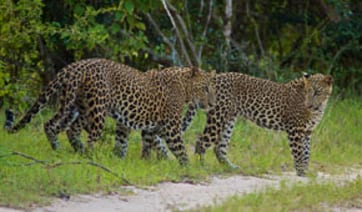 Sri Lanka sopt wild leopards