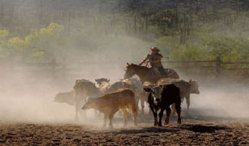 Horseride like a cowboy Arizona