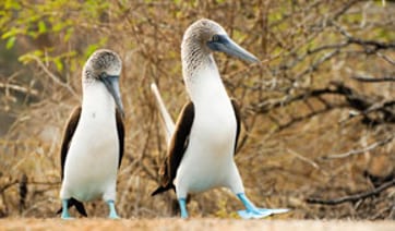 Galapagos Islands Darwin
