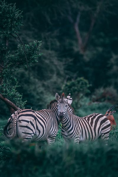 Zebra Safari, Africa