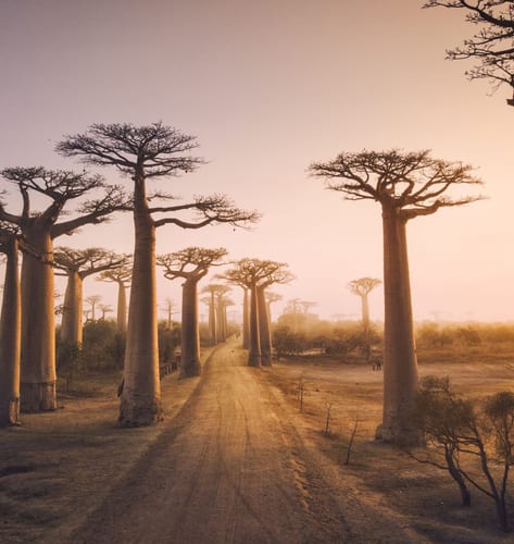 baobab trees in Madagascar