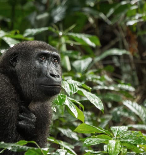 Lowland Gorilla in Congo