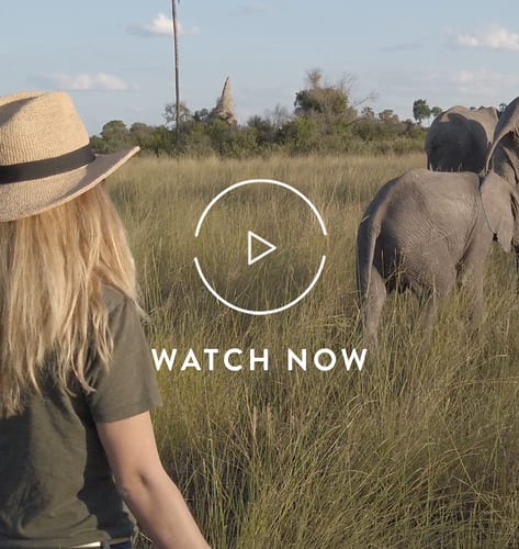 Walking with elephants in Botswana