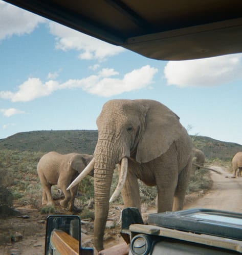 South Africa big five