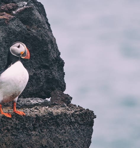 Puffins in Vestmannaeyjar, Westman Islands