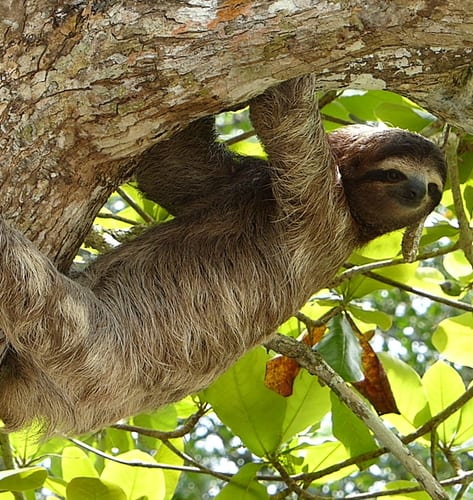 Three toed sloth in Colombia