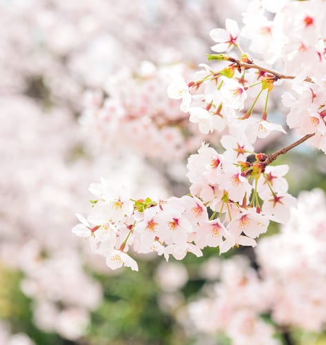 japan blossom