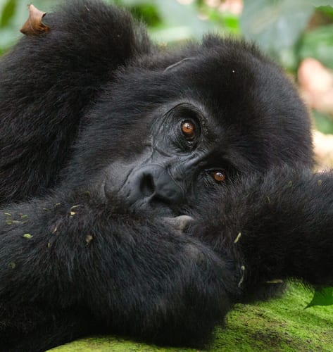 Gorilla in Bwindi, Uganda