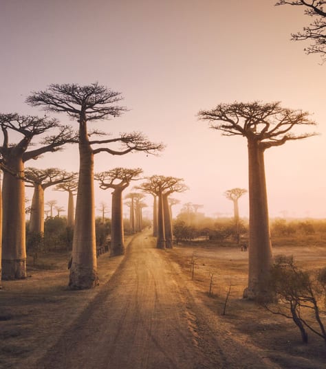 baobab trees in Madagascar