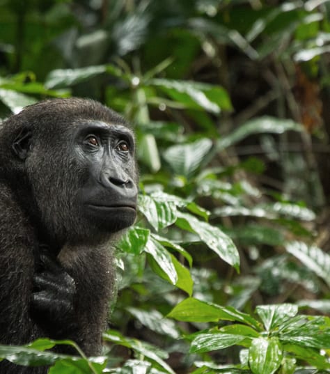 Lowland Gorilla in Congo