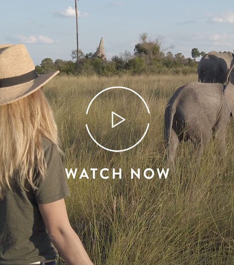 Walking with elephants in Botswana