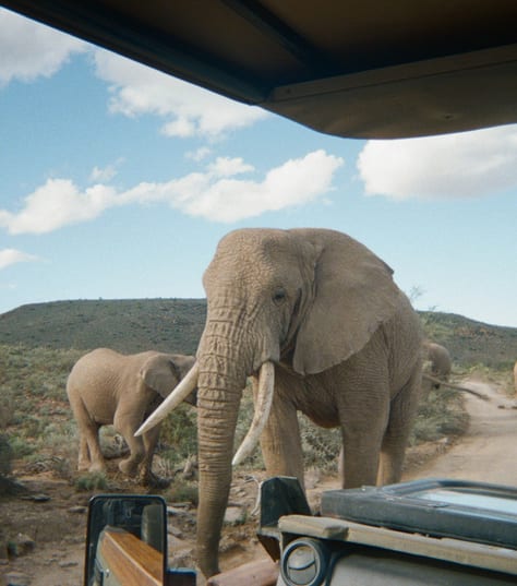 South Africa big five