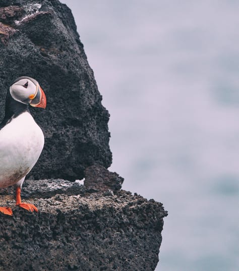 Puffins in Vestmannaeyjar, Westman Islands