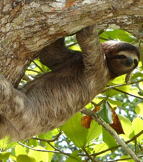 Three toed sloth in Colombia