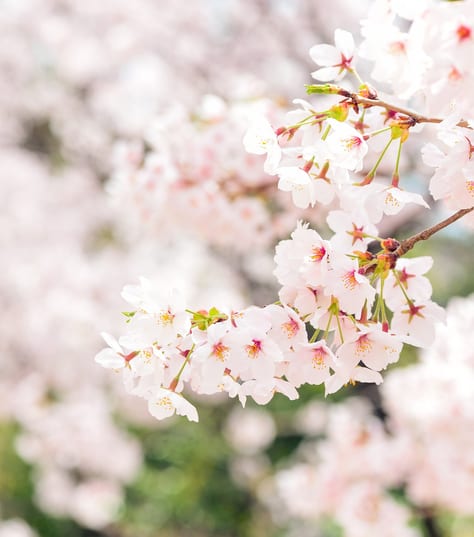 japan blossom