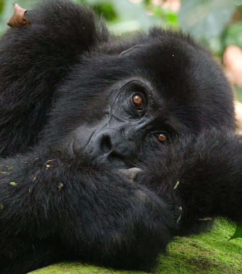 Gorilla in Bwindi, Uganda