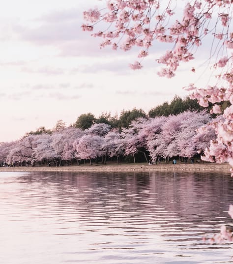 Cherry blossom in Washington DC, USA