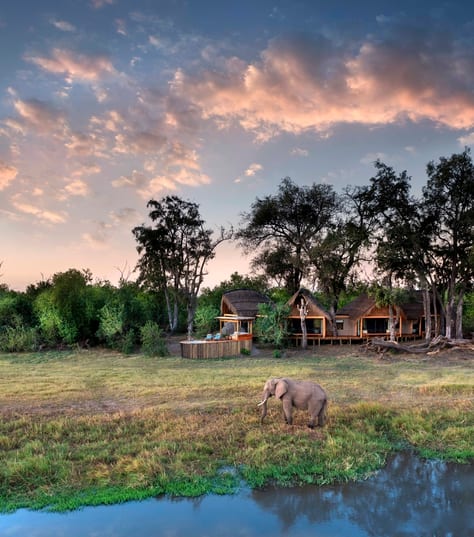 Tawana, Moremi Game Reserve, Botswana