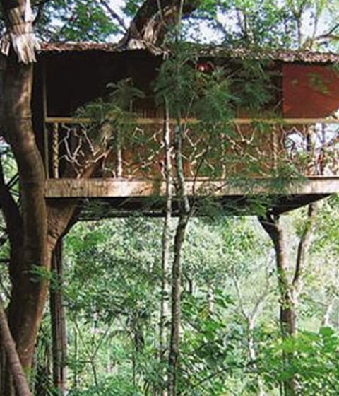 tree house, india