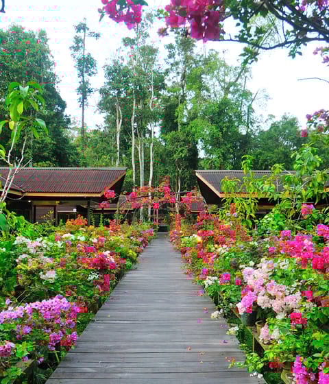 Abai Jungle Lodge