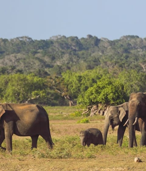 Sri Lanka holidays