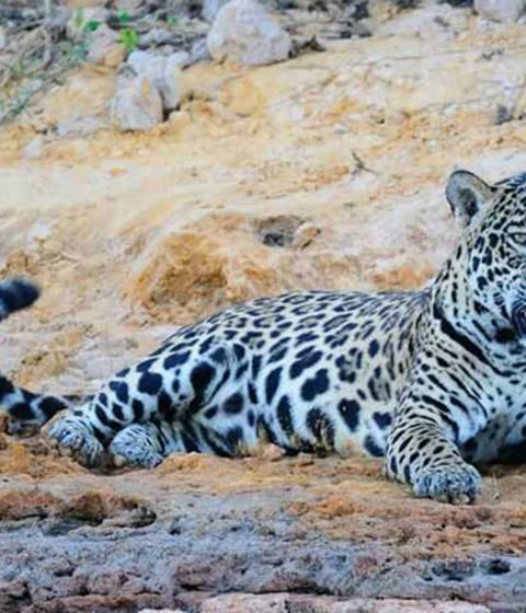 Pantanal holidays