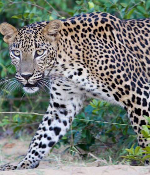 Leopard Trails
