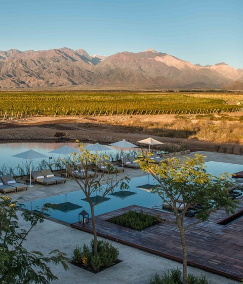 The Vines, Mendoza