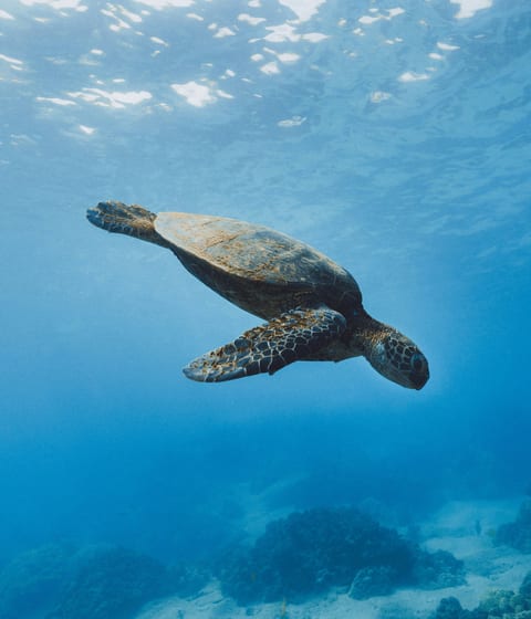 turtle-in-pacific-ocean-in-costa-rica