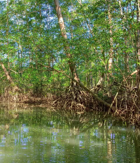Mangrove-Osa-Peninsula-costa-rica