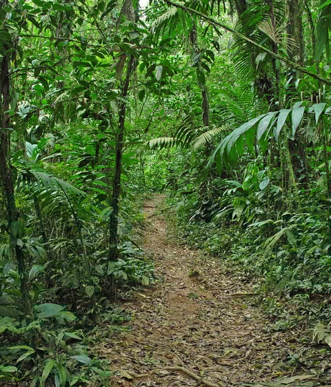 Tropical-Jungle-in-Costa-Rica