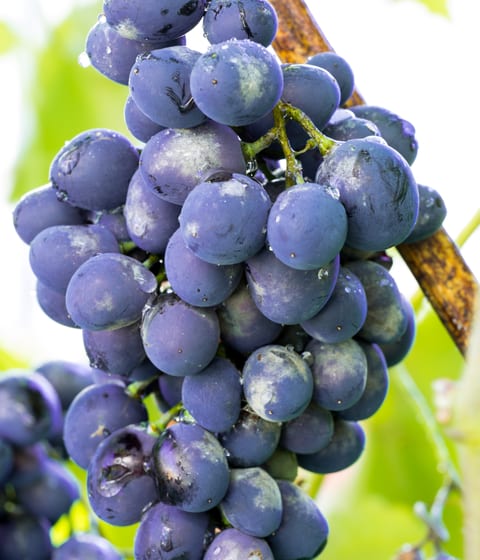 Santorini grapes