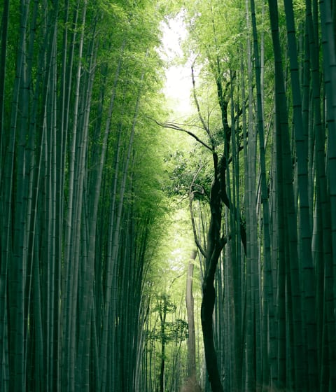 bamboo-forest-in-japan